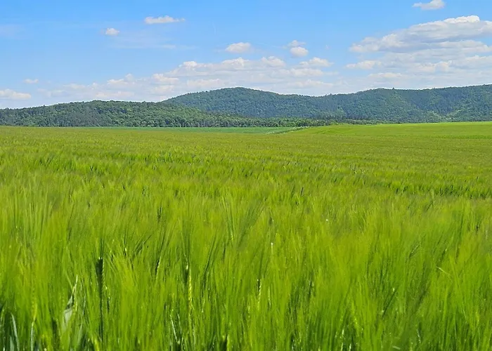 아파트 Beti 코르바흐